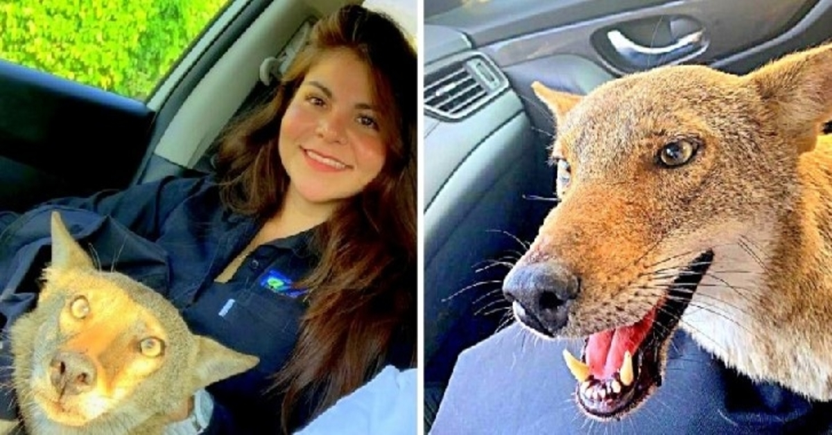 Une femme sauve un “chien blessé” et est surprise quand le vétérinaire dit qu’il n’est même pas un chien