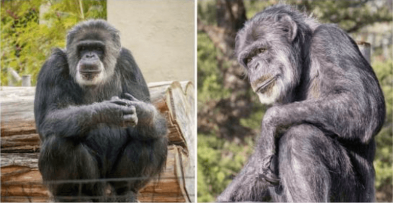 Cobby, le plus vieux chimpanzé mâle des États-Unis, décède à 63 ans – Repose en paix