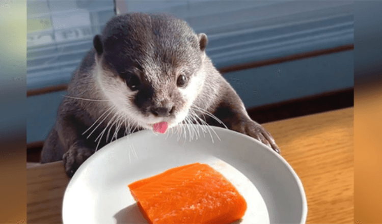 Chubby Otter On A Diet reçoit une friandise au saumon pour le jour de la triche et c’est la chose la plus mignonne