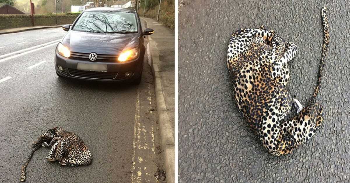 Un homme arrête sa voiture de peur d’aider un léopard blessé allongé sur la route
