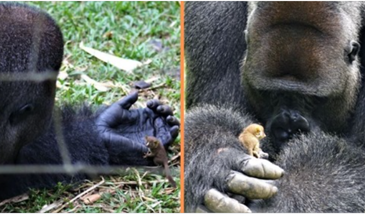 Un énorme gorille forme une amitié réconfortante avec un petit bébé buisson