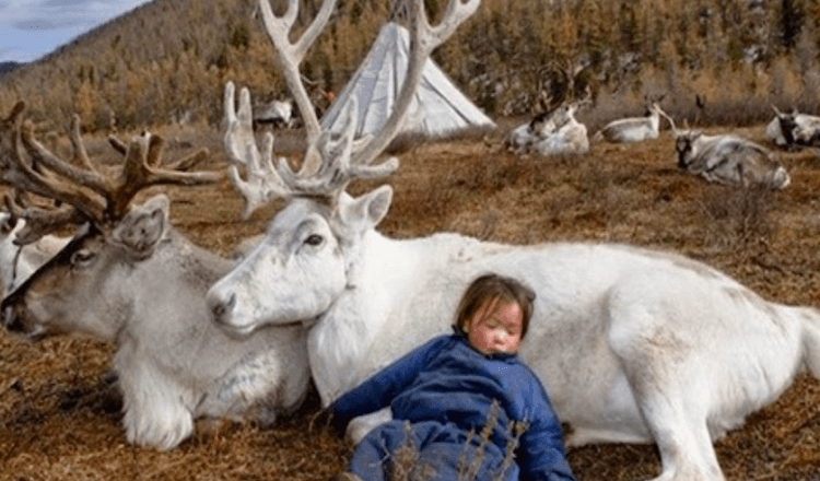 Photos fascinantes de rennes vivant en Mongolie (plus de 8 photos)