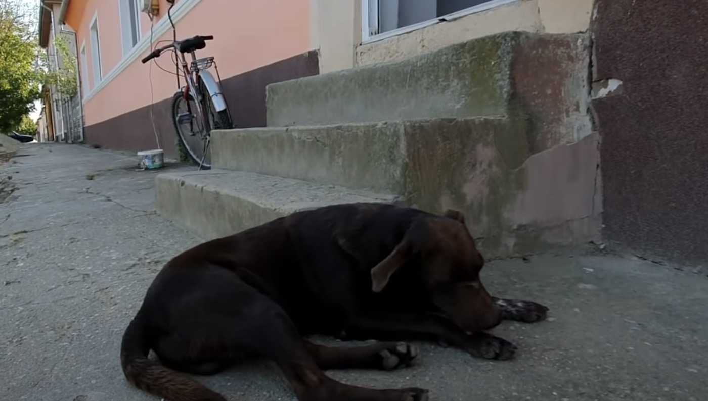 Un chien triste attend chaque jour au même endroit que quelqu’un le sauve