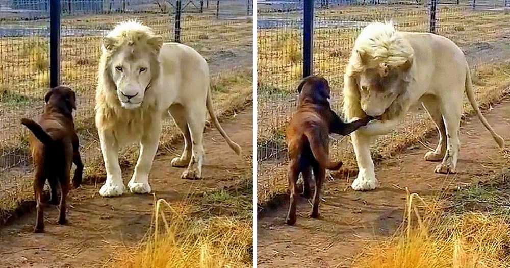 Labrador se retrouve face à face avec un énorme lion blanc, mais le lion lui attrape la jambe