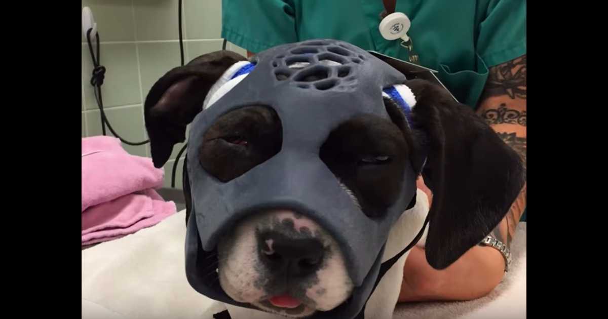 Un chiot malmené dans un combat de chiens obtient le tout premier masque imprimé en 3D pour l’aider à sauver sa vie