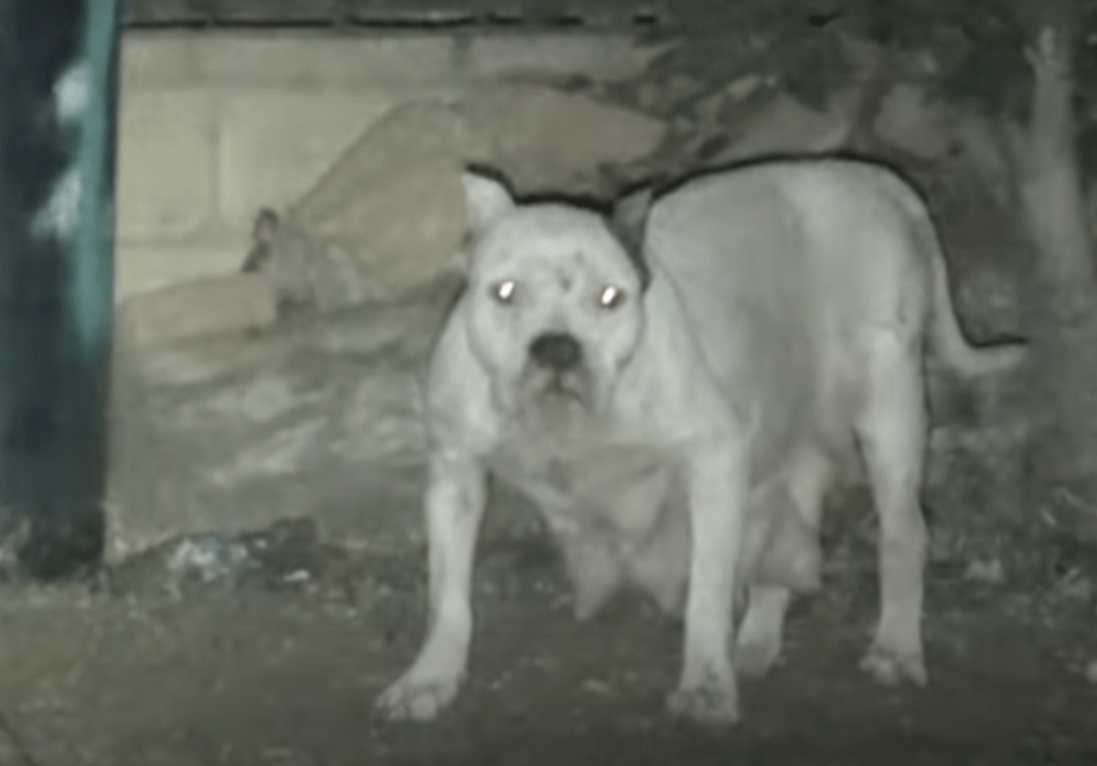 Cette chienne a refusé d’être secourue craignant que ses chiots soient en danger, mais 1 homme s’est levé