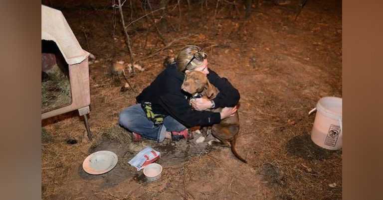 Un pitbull volé sauvé d’un ring de combat de coqs retrouve ses propriétaires un an plus tard