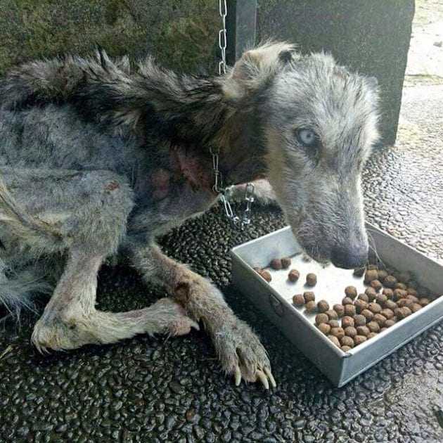 Un homme a sauvé Husky errant mourant et l’a transformée en un chien magnifique