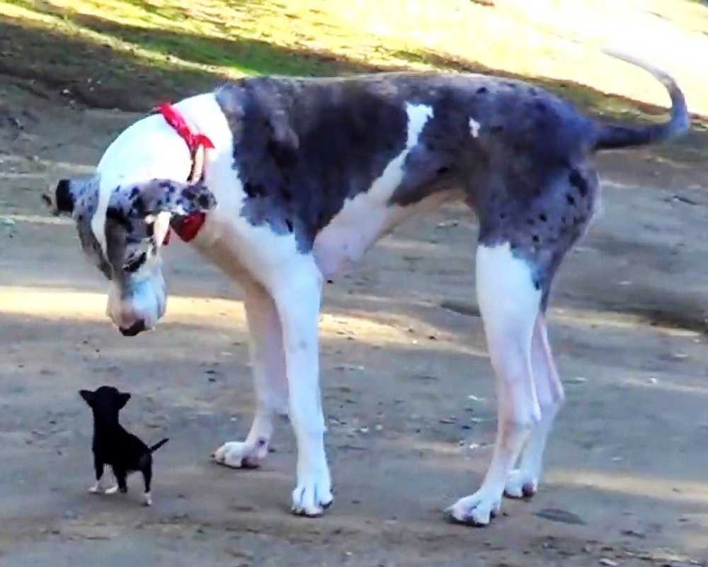 Un chiot minuscule s’échappe d’un chenil et essaie de se lier d’amitié avec un gros chien