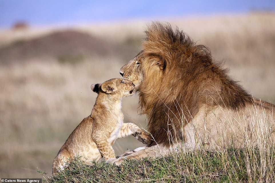 Un photographe capture un papa et un lionceau dans un câlin magique – Le Roi Lion dans la vraie vie (+5 photos)