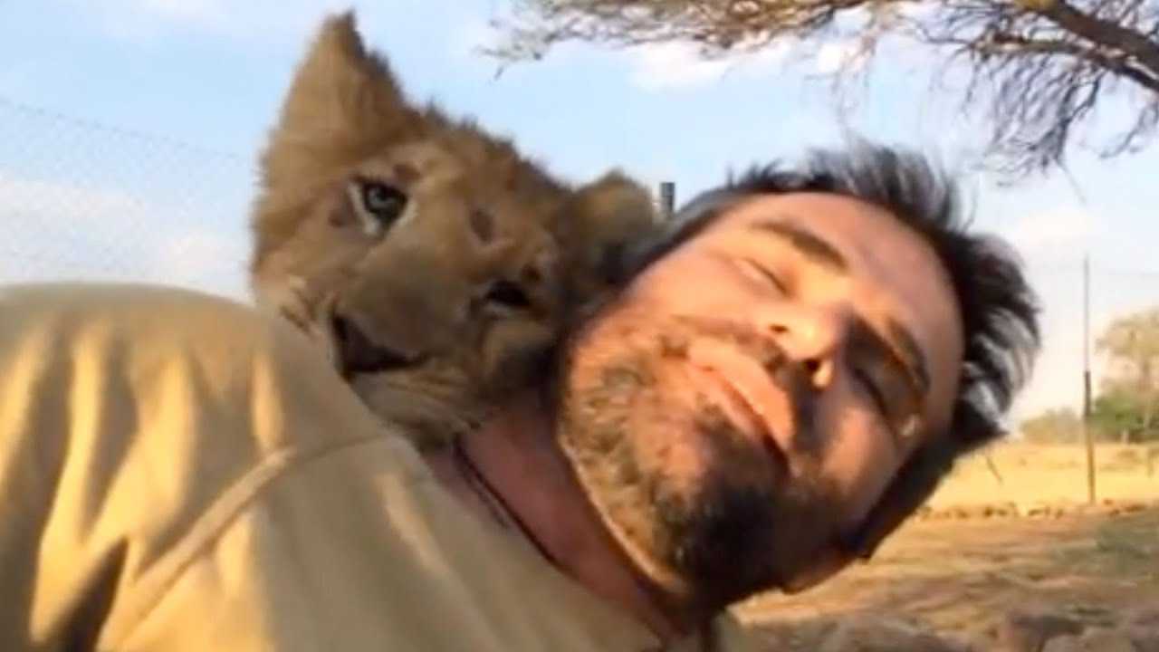 L’homme qui a sauvé deux lionceaux il y a sept ans revient et les rencontre face à face