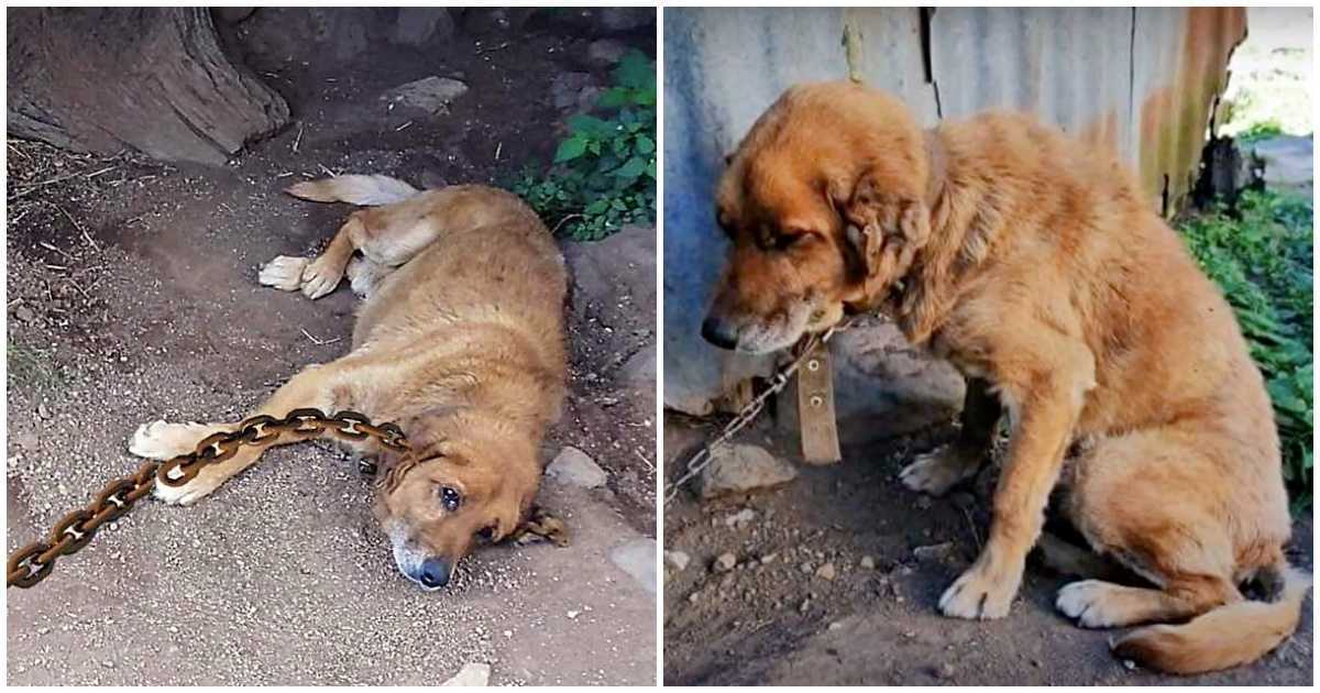 Ce chien a passé 12 ans enchaîné dans la terre, se demandant quand son jour viendrait