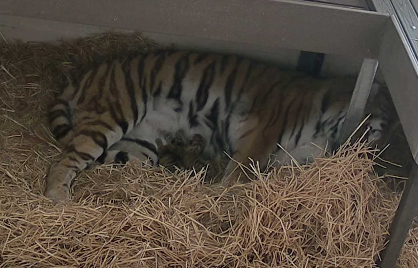 Tiger donne naissance à 3 petits au zoo de Toronto après 104 jours de grossesse : c’est une mère exemplaire