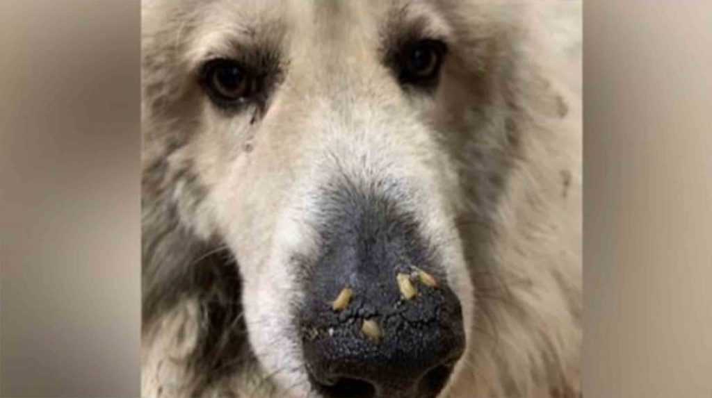 Un chien à quelques jours de mourir découvert avec des asticots rampant dans le museau