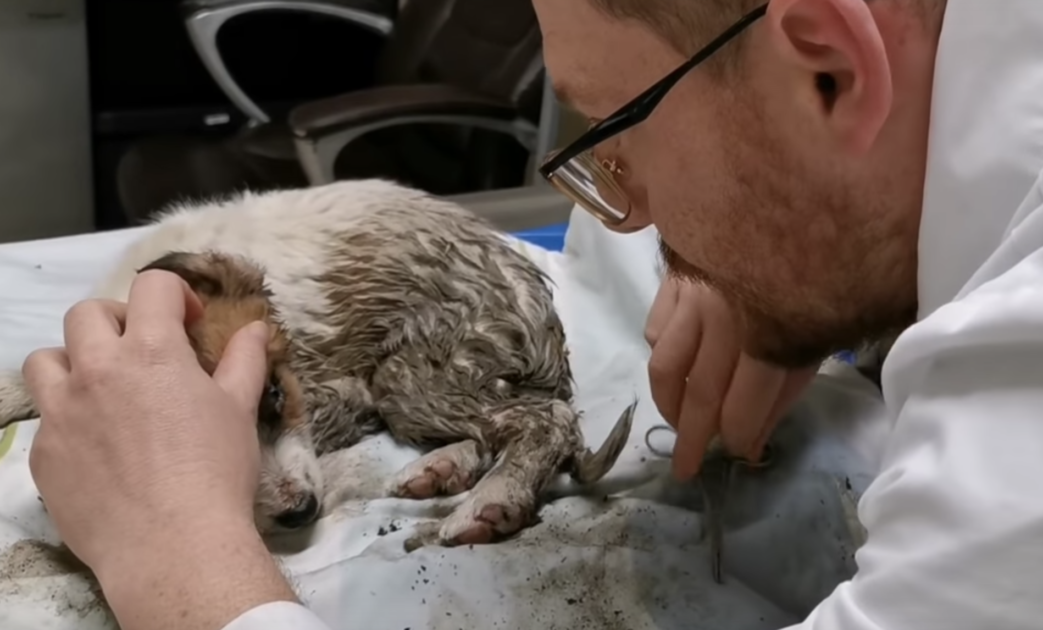 Une femme a retenu ses sanglots alors qu’elle tendait la main vers un chiot recouvert de boue et de déchets