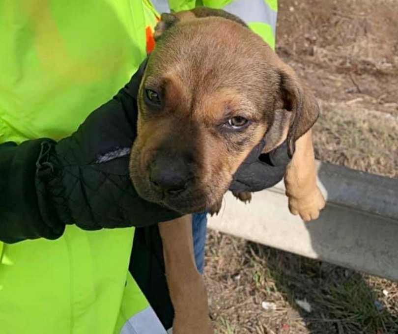 Une équipe de litière nettoyant la route trouve un chiot de la taille d’une pinte que quelqu’un a jeté comme poubelle