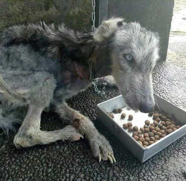 Un homme trouve une peau et des os abandonnés Husky et l’aide à récupérer