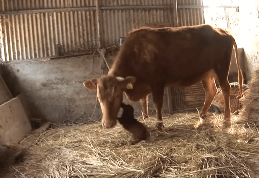 Un chien pleure des larmes de joie quand il retrouve enfin la vache qui l’a élevé