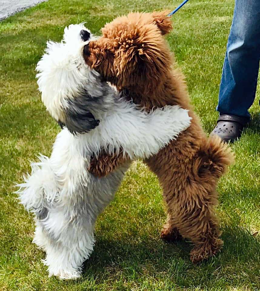 Les meilleurs amis des chiots se saluent avec un câlin à chaque fois qu’ils se voient