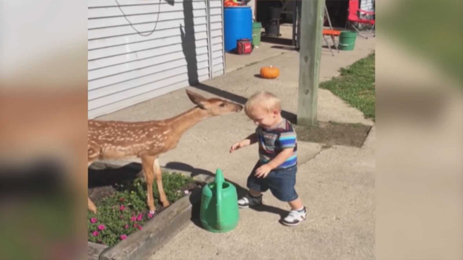 Un petit garçon se lie d’amitié avec un cerf et obtient bien plus que ce qu’il avait prévu en retour