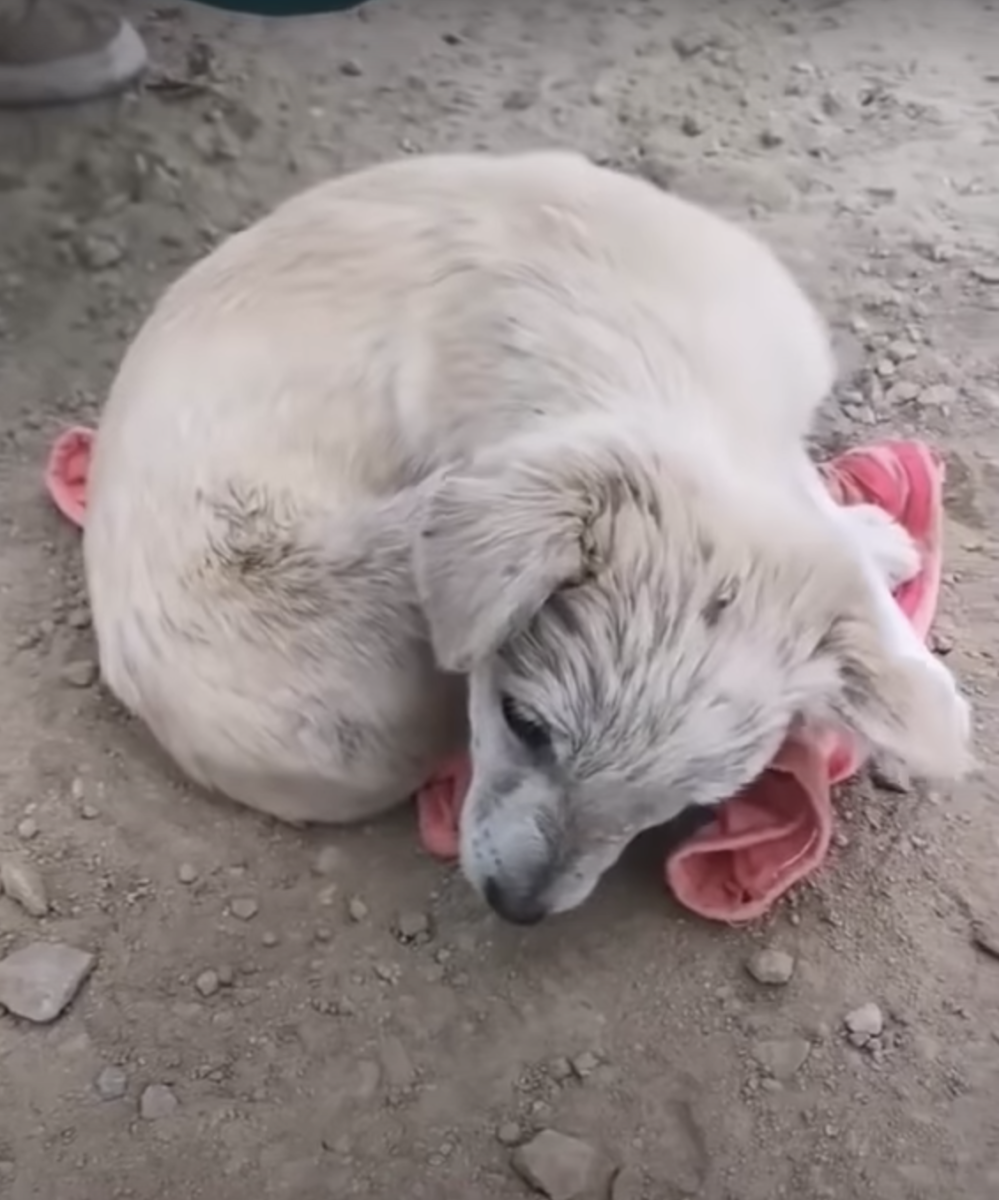 Chiot avec des lésions cérébrales, recroquevillé pour se cacher, ne pouvait pas lever la tête pour remercier le sauveteur