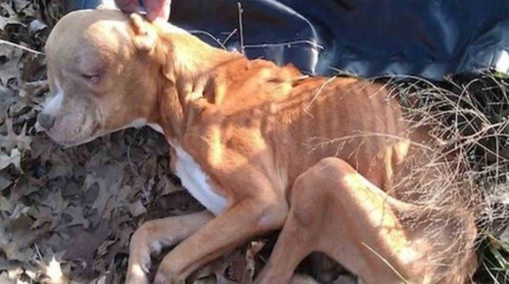 Un patrouilleur attentionné sauve et offre un foyer aimant à un chien gravement maltraité