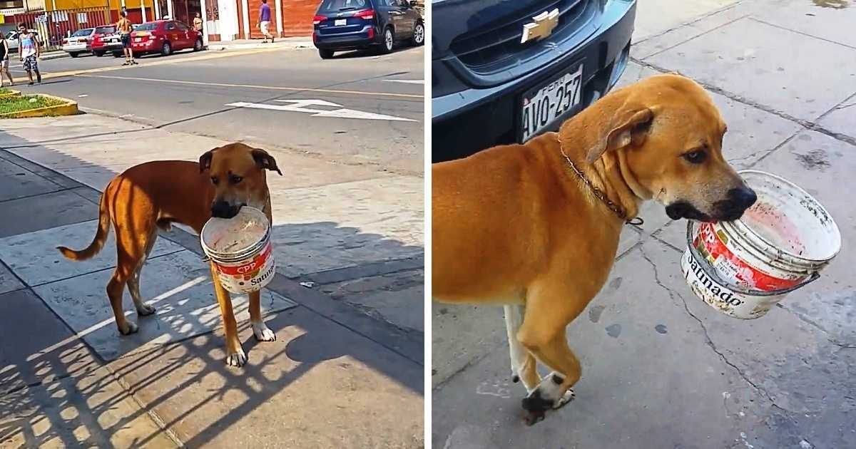 Un chien errant assoiffé ramasse et vide son seau et supplie les gens d’avoir de l’eau