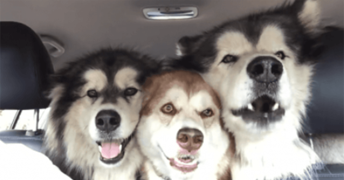 Trois malamutes désaccordés chantent à tue-tête dans une voiture