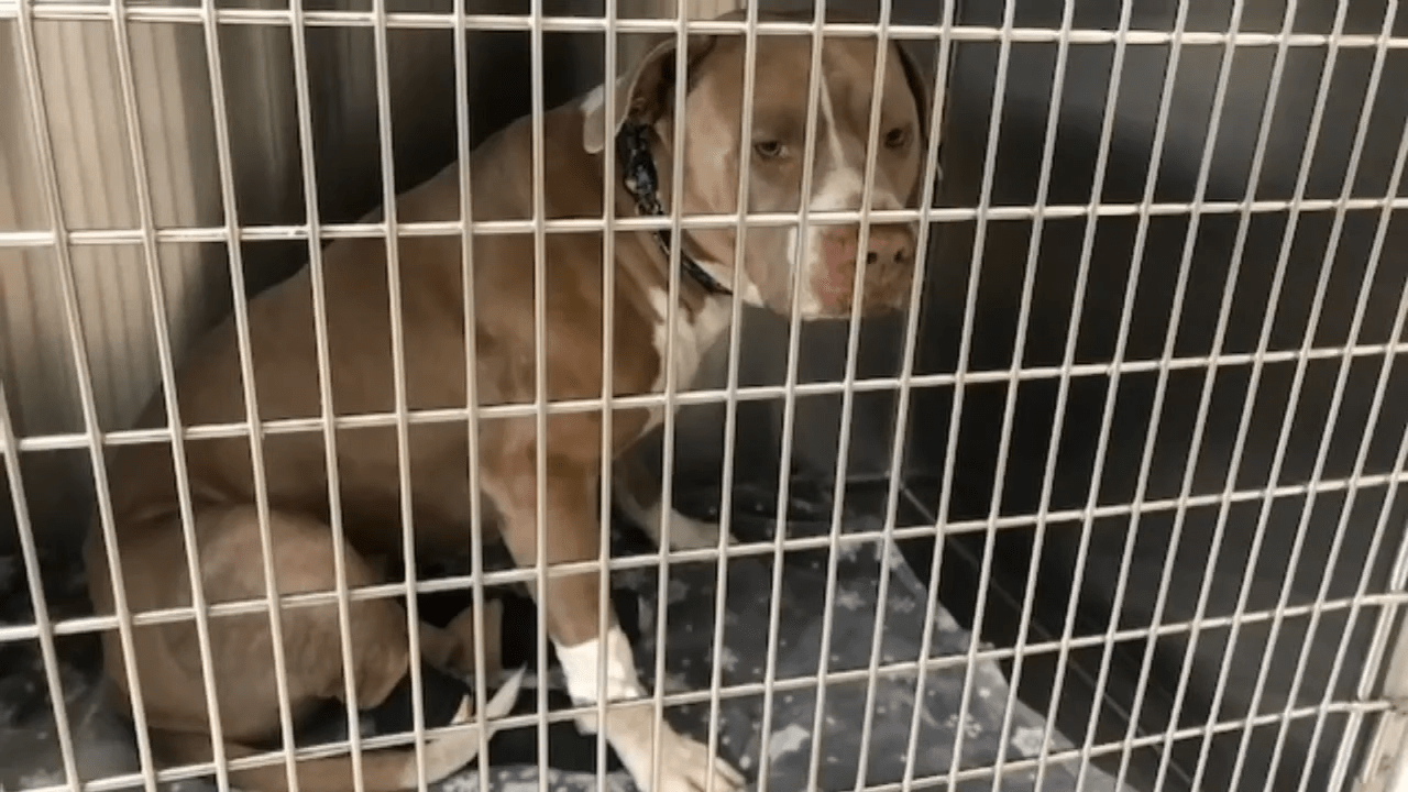 Un pit-bull jeté d’un viaduc trouve sa maison pour toujours avec la femme qui l’a sauvé