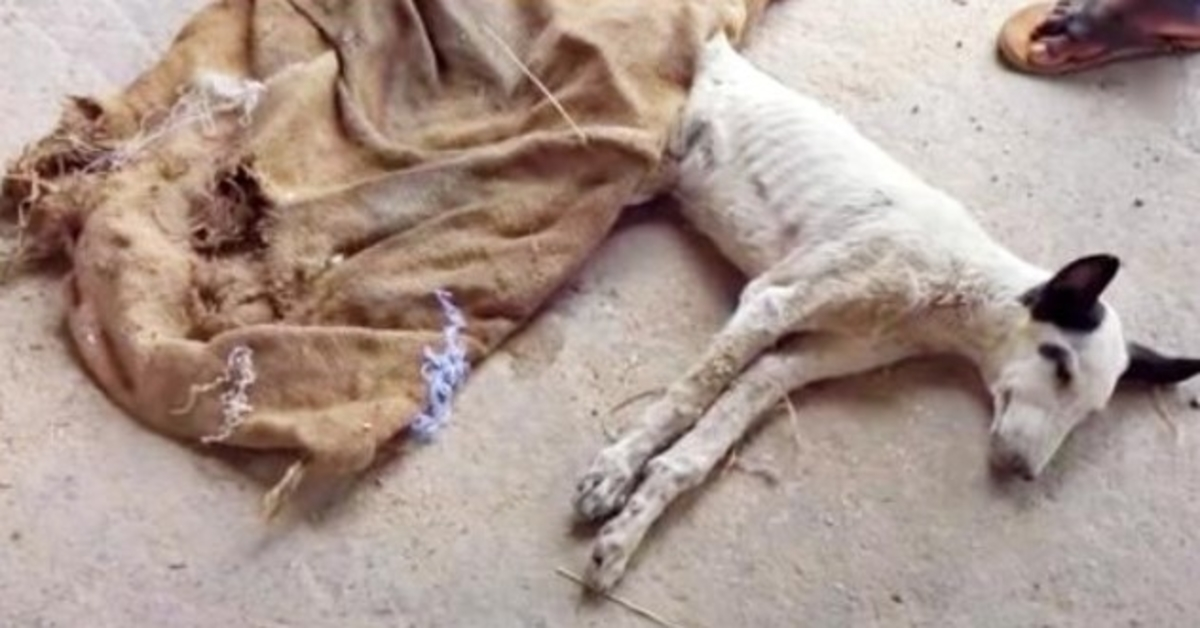 Un homme a remarqué qu’un chien était mort de faim, l’a couvert et sa tête a surgi