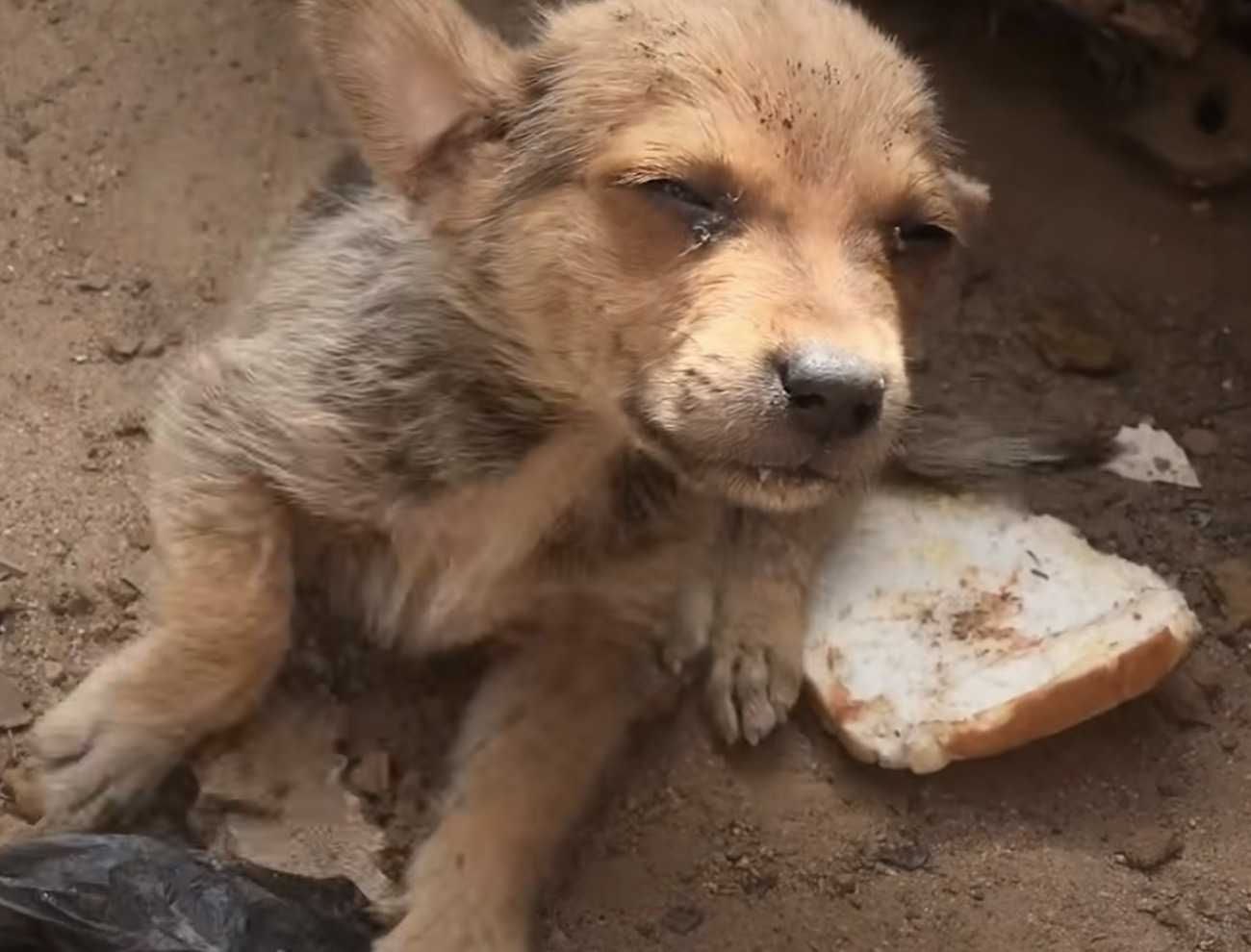 Un chiot oublié dont les frères et sœurs ont été adoptés essaie de se débrouiller seul dans les déchets