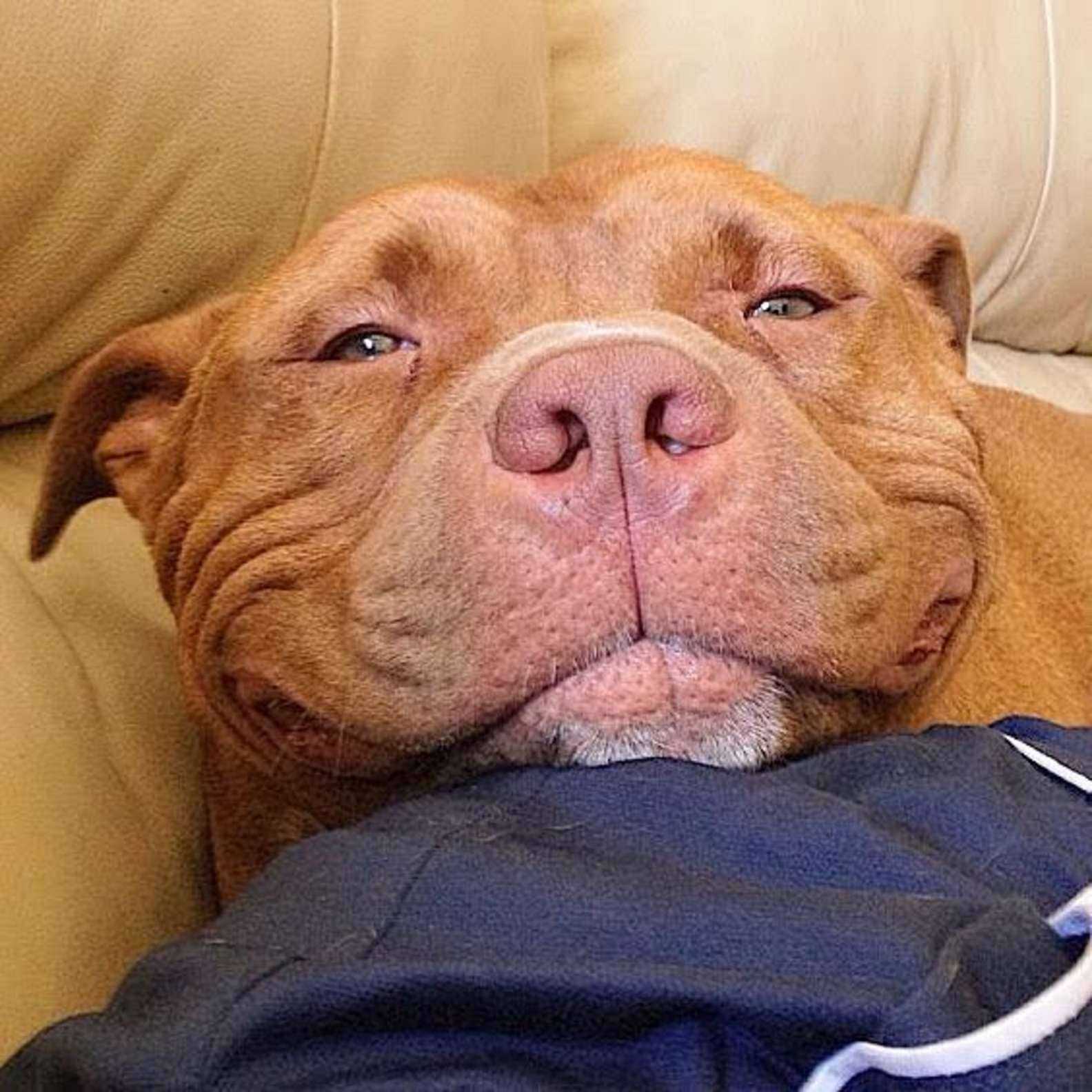 Shelter Pit Bull n’arrête pas de sourire après avoir été secouru et adopté par des propriétaires aimants