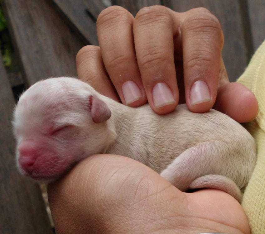 Une pitbull enceinte est larguée par son propriétaire, puis un refuge voit des chiots “innombrables” sur une radiographie de l’utérus