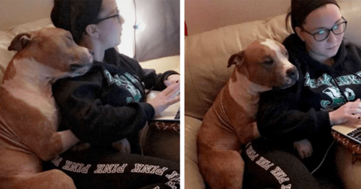 Une femme a adopté un pit-bull et sa première photo a fait le tour d’Internet