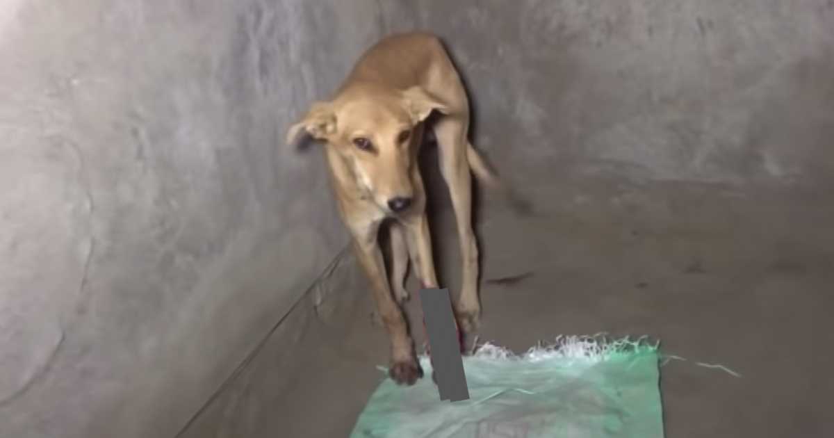 Stray a trouvé une pièce vide pour garder sa patte levée avec son dos arqué de douleur