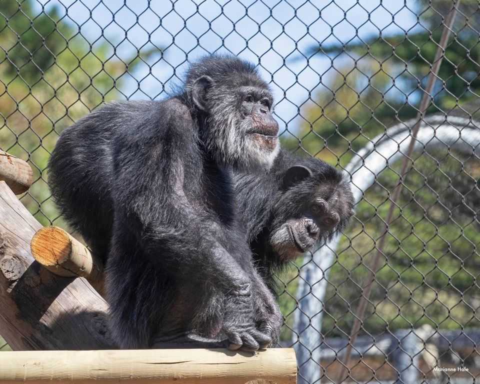 Cobby, le plus vieux chimpanzé mâle des États-Unis, décède à 63 ans – Repose en paix