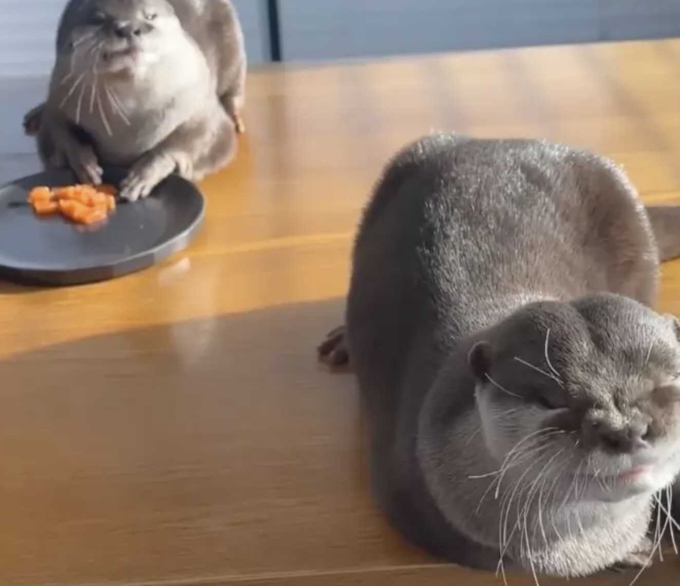 Chubby Otter On A Diet reçoit une friandise au saumon pour le jour de la triche et c’est la chose la plus mignonne