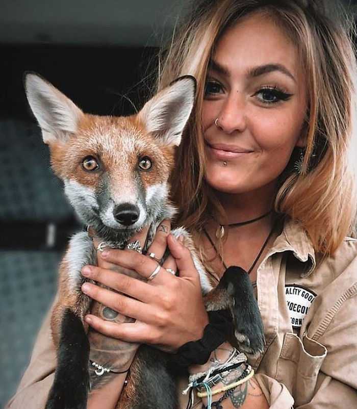 Rescue Fox et un bouledogue deviennent inséparables et forment une véritable amitié “Le renard et le chien”