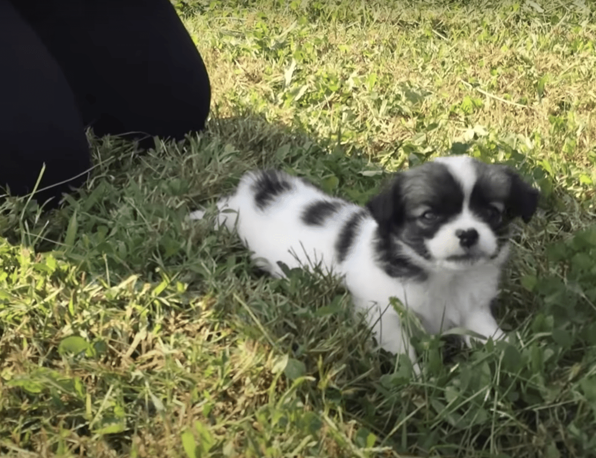 Une dame patrouillant dans le “dépotoir pour chiens” a trouvé un bébé froid et paniqué jeté là-bas intentionnellement