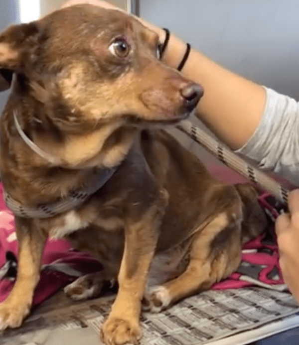 Un chien âgé aux yeux les plus tristes est jeté au refuge parce qu’il est “trop vieux”