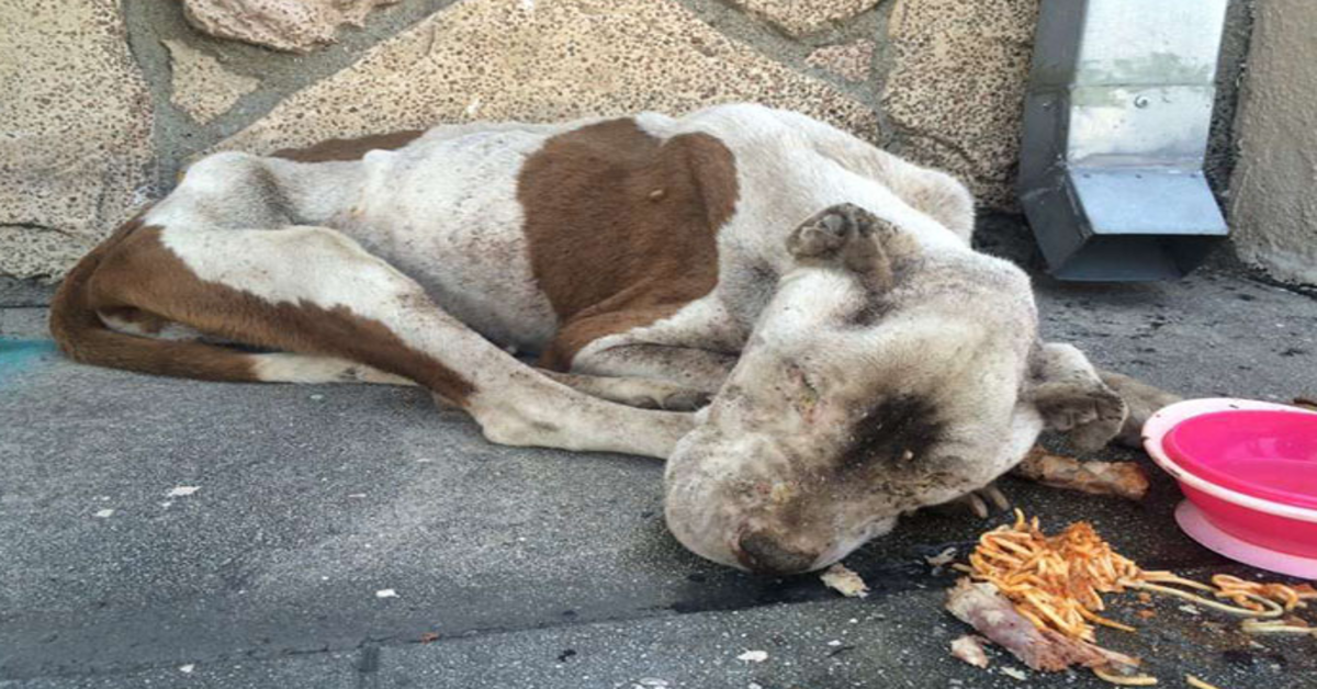 Un chien affamé trouvé mourant sur un trottoir reçoit un peu d’amour, et il est difficile de croire que c’est le même chien