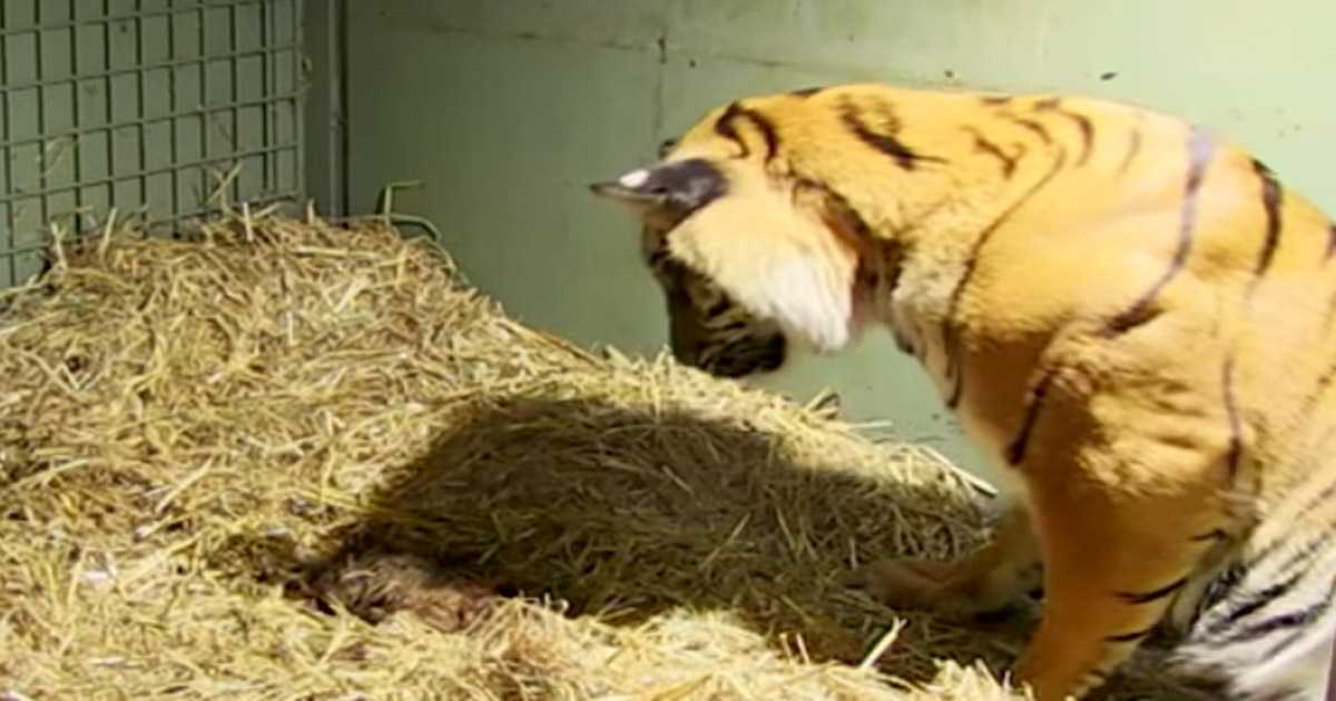 Les gardiens stupéfaits après que les instincts maternels du tigre se soient manifestés pour sauver ses jumeaux insensibles