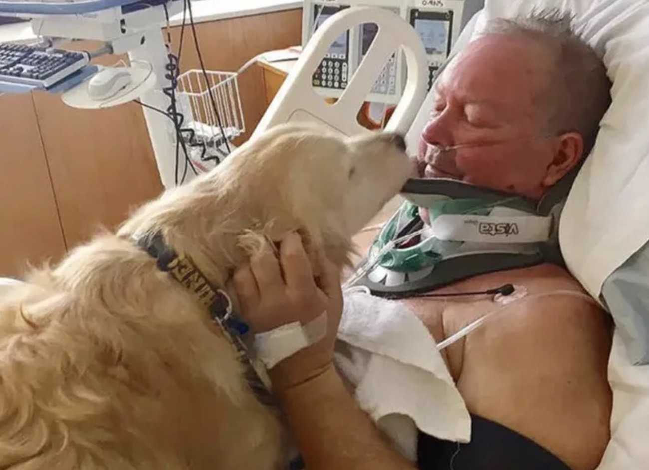 Un Golden Retriever a sauvé la vie d’un homme qui s’est cassé le cou et est mort gelé