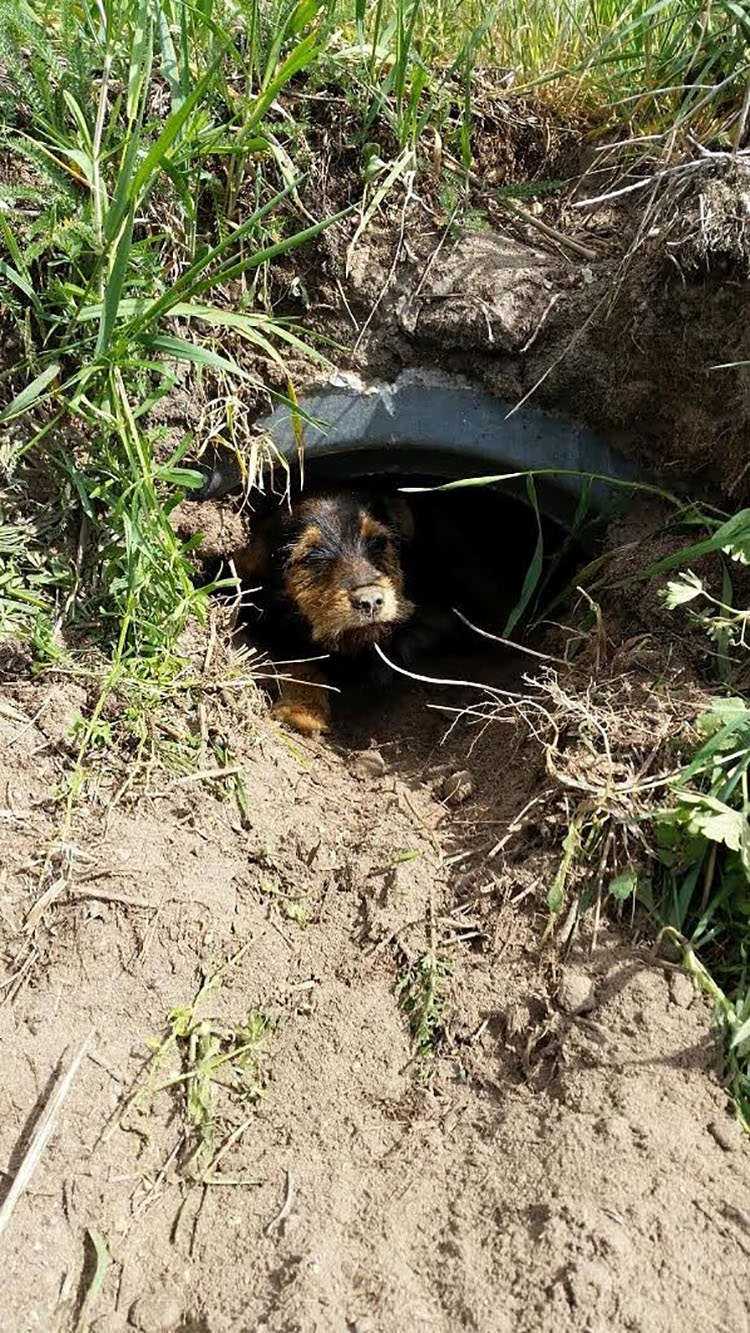 Ce chien aux pattes cassées vivait seul dans un fossé