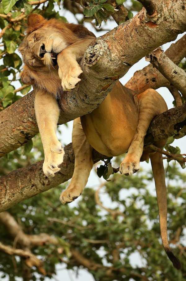 Les photographies comiques de la faune font rire les téléspectateurs du monde entier