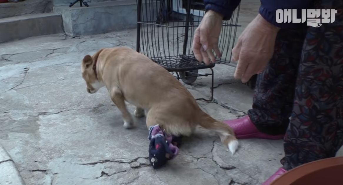 Le chien paralysé d’une pauvre femme est emmené et elle s’est effondrée sur le sol en larmes