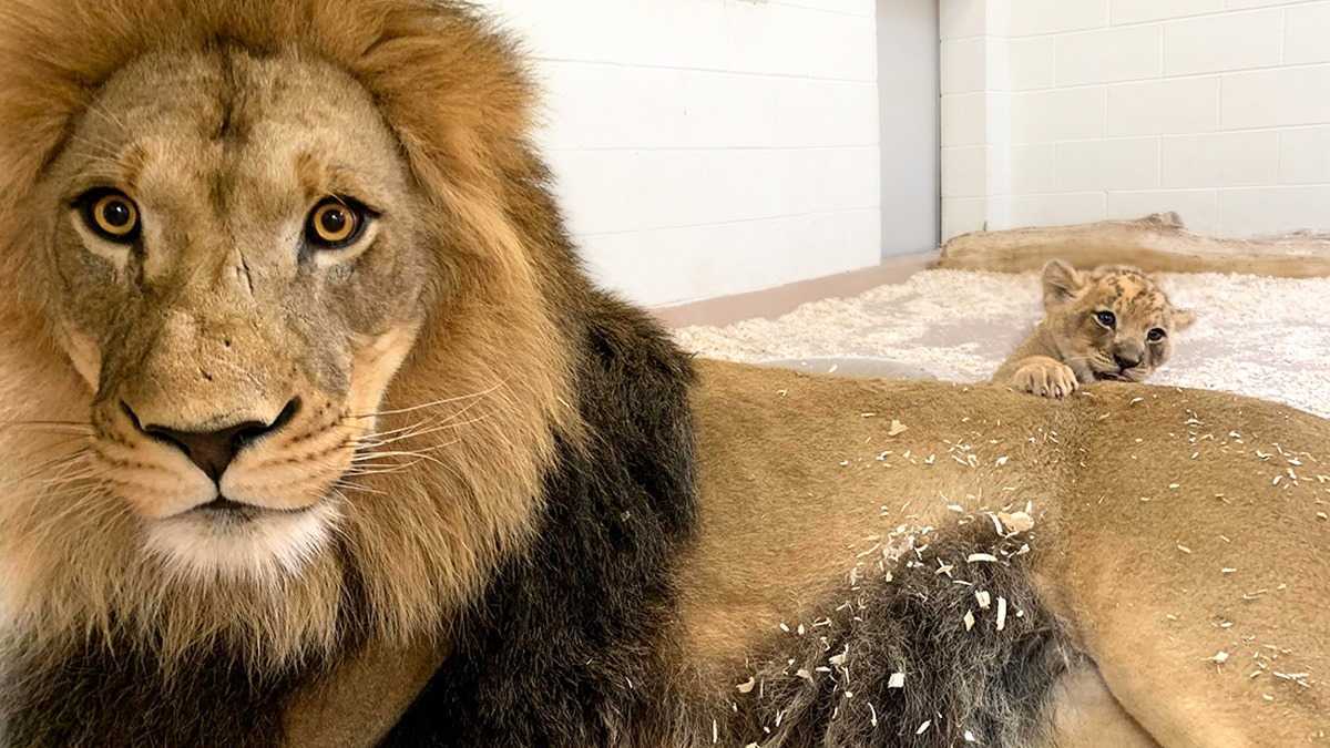 Moment émouvant, papa Lion s’accroupit pour rencontrer son bébé pour la première fois