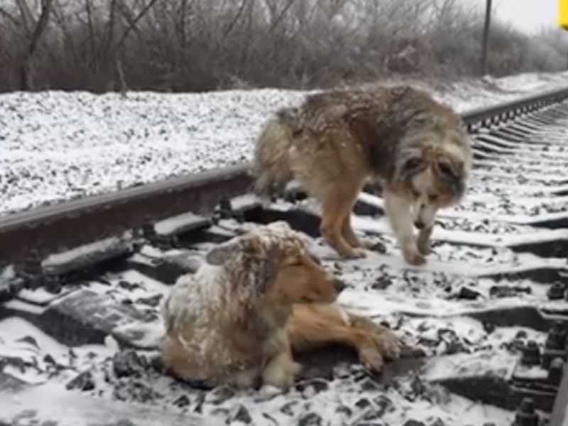 Chien blessé coincé dans une voie ferrée pendant 2 jours protégé par un frère fidèle qui a refusé de partir