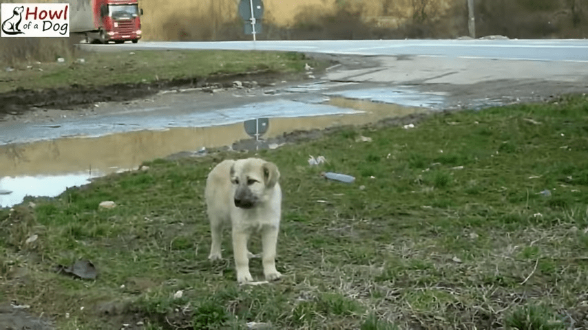 Le moment spécial où un chiot errant serre la main du sauveteur après lui avoir sauvé la vie!