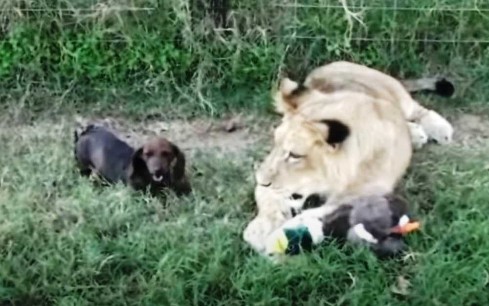 Les spectateurs ont paniqué quand un petit chien Wiener s’est approché d’un énorme lion de 500 livres